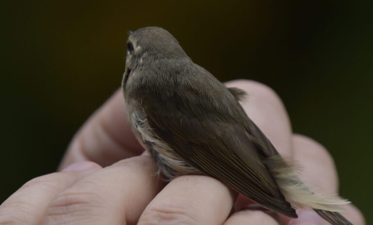 Dusky warbler - (Phylloscopus fuscatus)