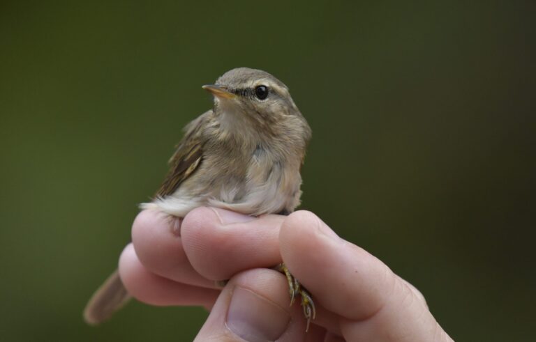 Dusky warbler - (Phylloscopus fuscatus)