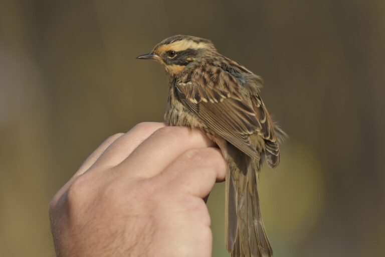 Siberian accentor - (Prunella montanella)