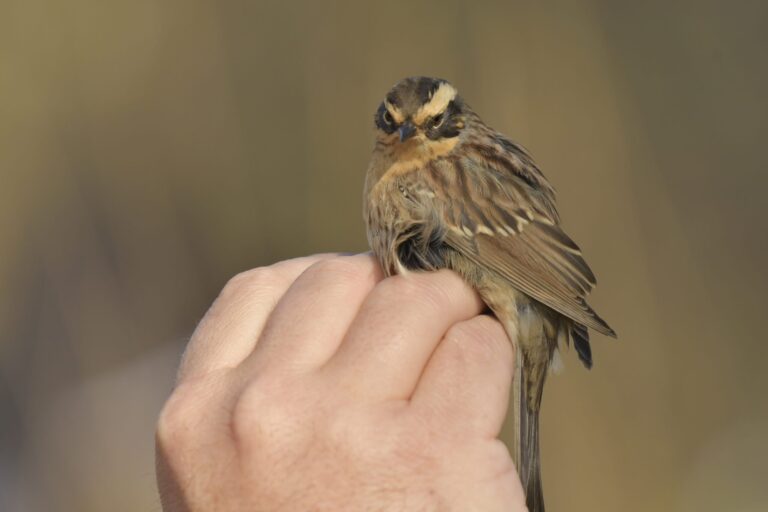 Siberian accentor - (Prunella montanella)