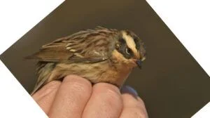siberian dunnock