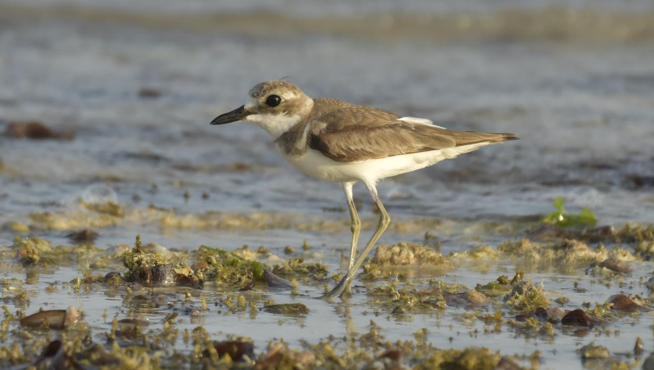 Charadrius leschenaultii