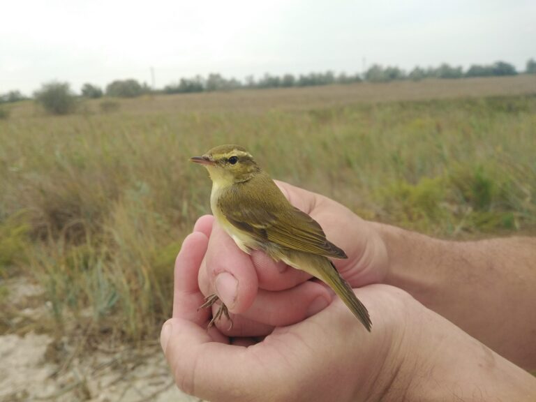 Greenish warbler - (Phylloscopus trochiloides)