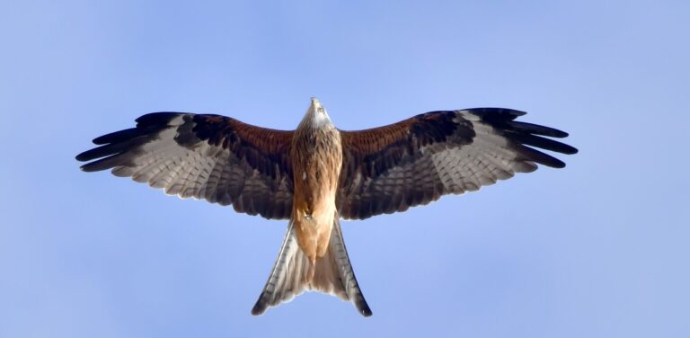 Milan royal (Milvus milvus)