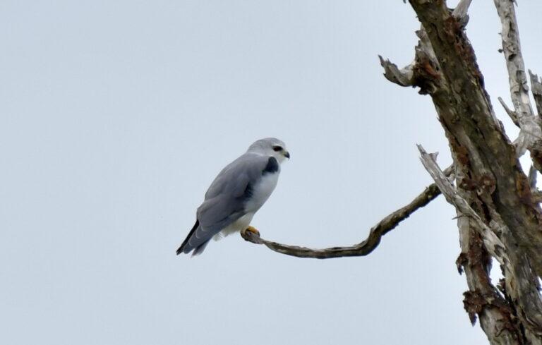 Élanion blac (Elanus caeruleus)