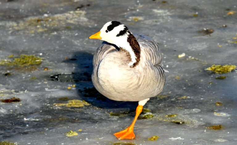Bar-headed goose (Anser indicus)