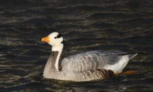 Anser indicus
