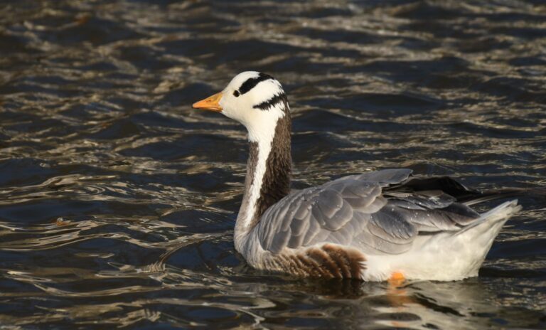 Bar-headed goose (Anser indicus)
