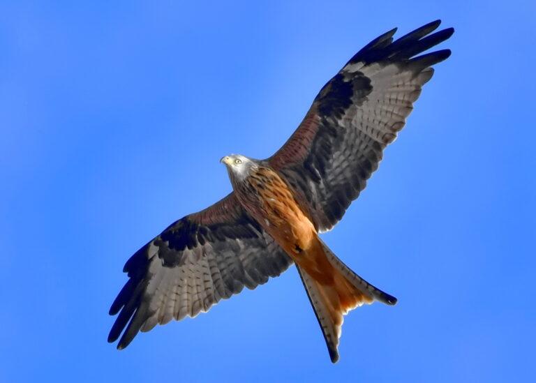Red kite - (Milvus milvus)