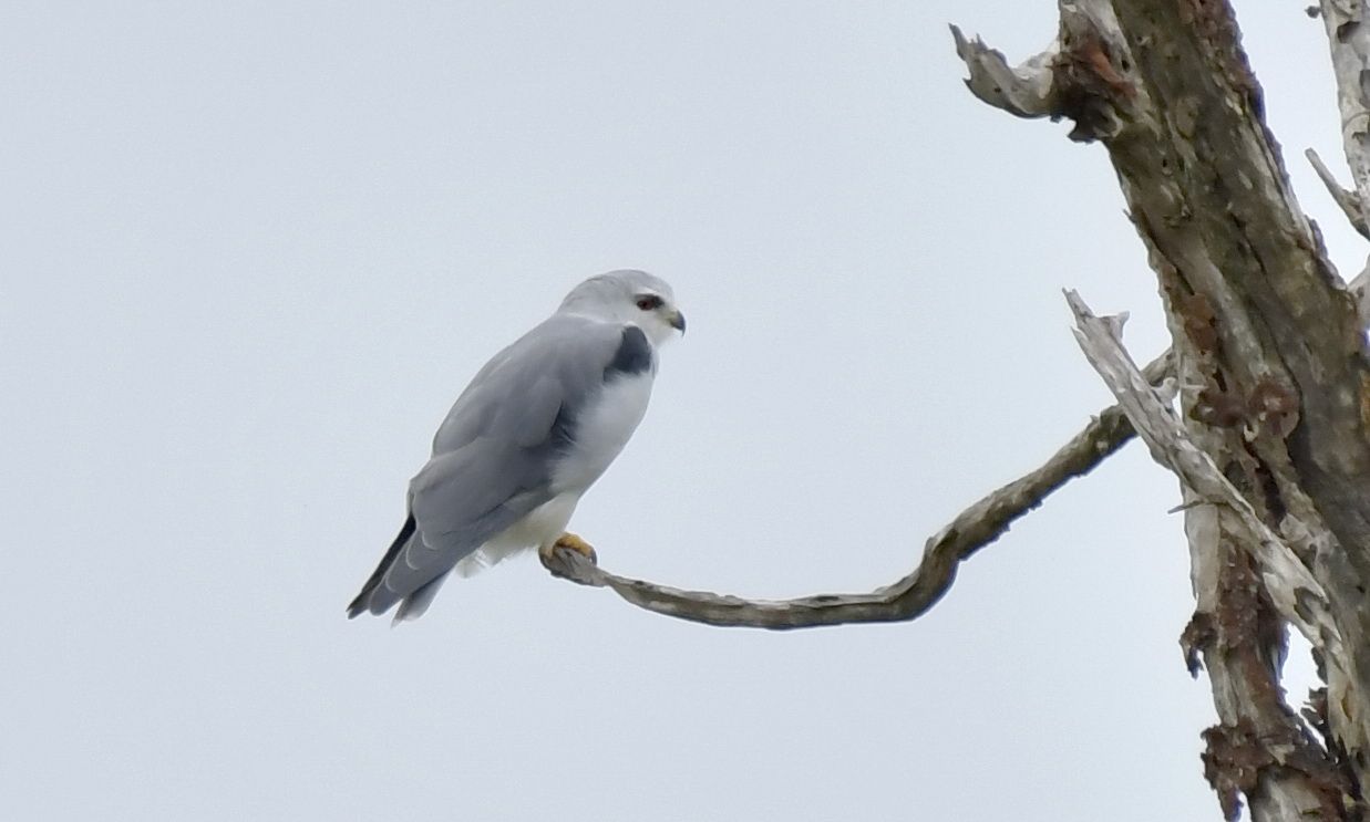 elanus caeruleus