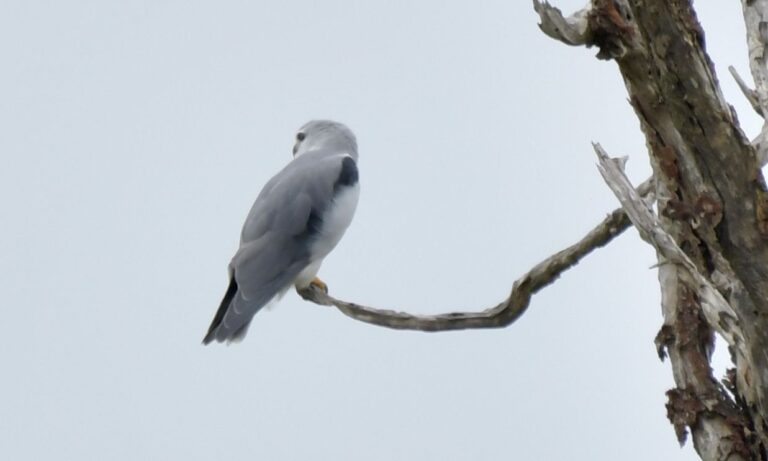 Black-winged kite (Elanus caeruleus)