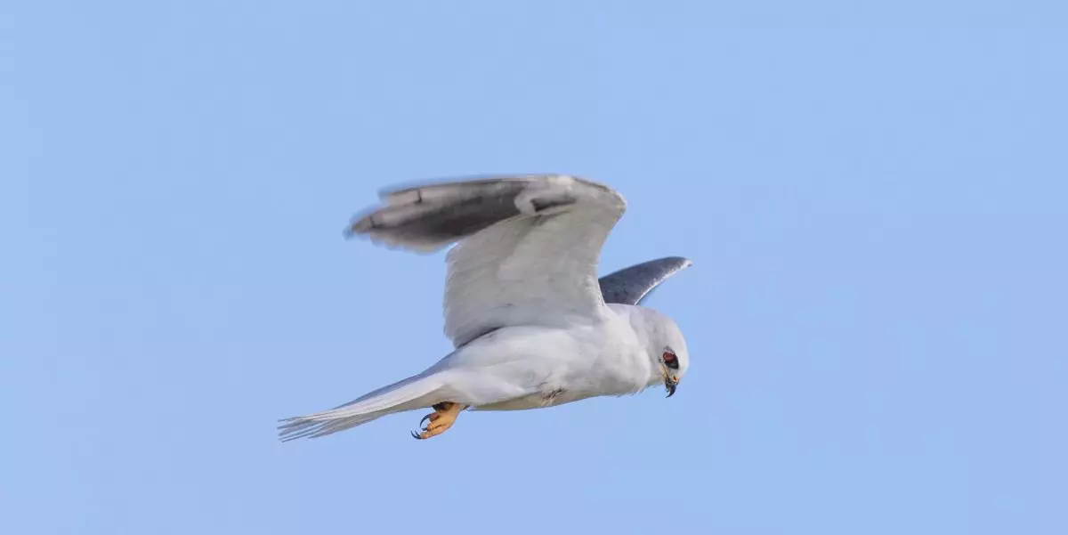 Featured Image
