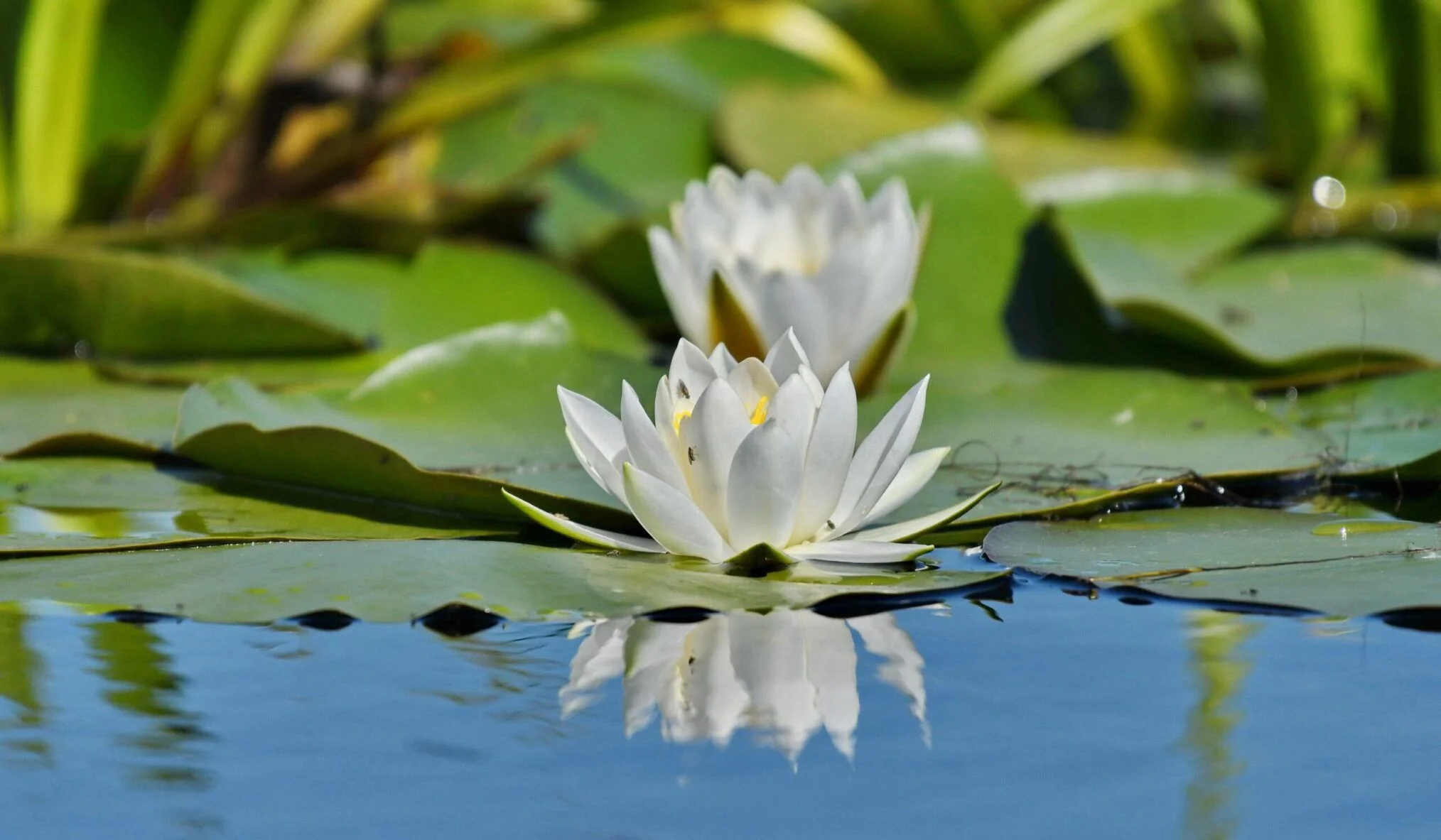 Featured Image