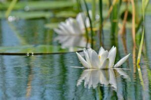 About the Danube Delta