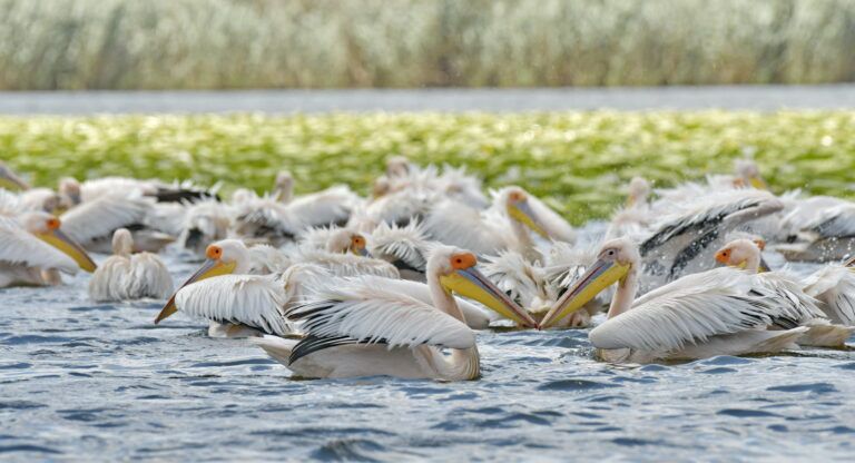 About the Danube Delta