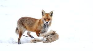 Renard - Vulpes vulpes