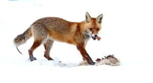 vulpe