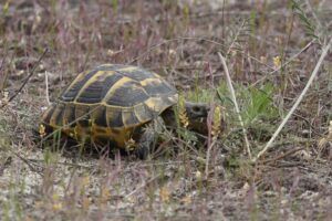Tortue mauresque - Testudo graeca