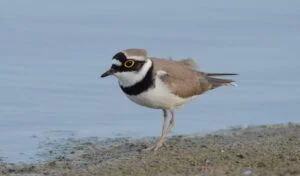Charadrius dubius
