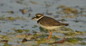 Charadrius hiaticula