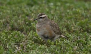 Eudromias morinellus