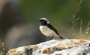 Oenanthe pleschanka