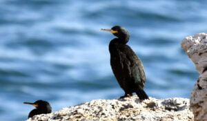 Phalacrocorax aristotelis