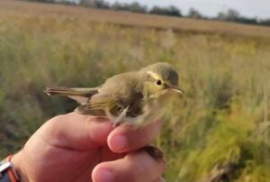 Phylloscopus nitidus