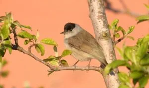 Sylvia atricapilla