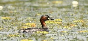 Tachybaptus ruficollis