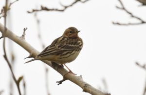 anthus cervinus