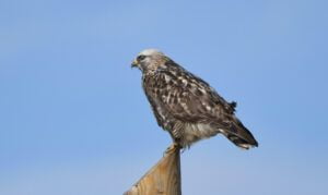 buteo lagopus