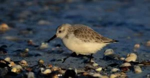calidris alba