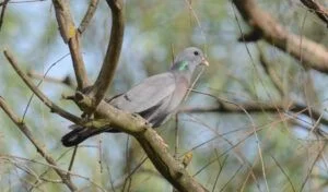 columba oenas