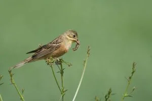emberiza hortulana