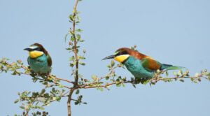 merops apiaster