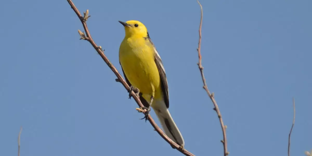 Featured Image
