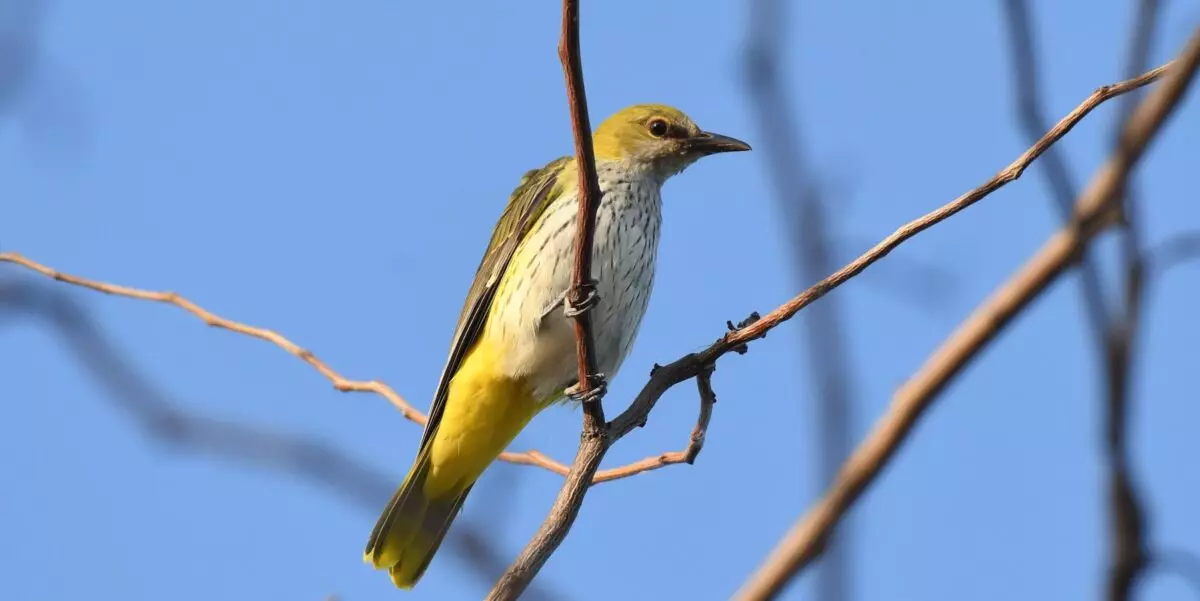 Featured Image