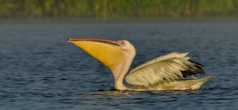pelecanus onocrotalus
