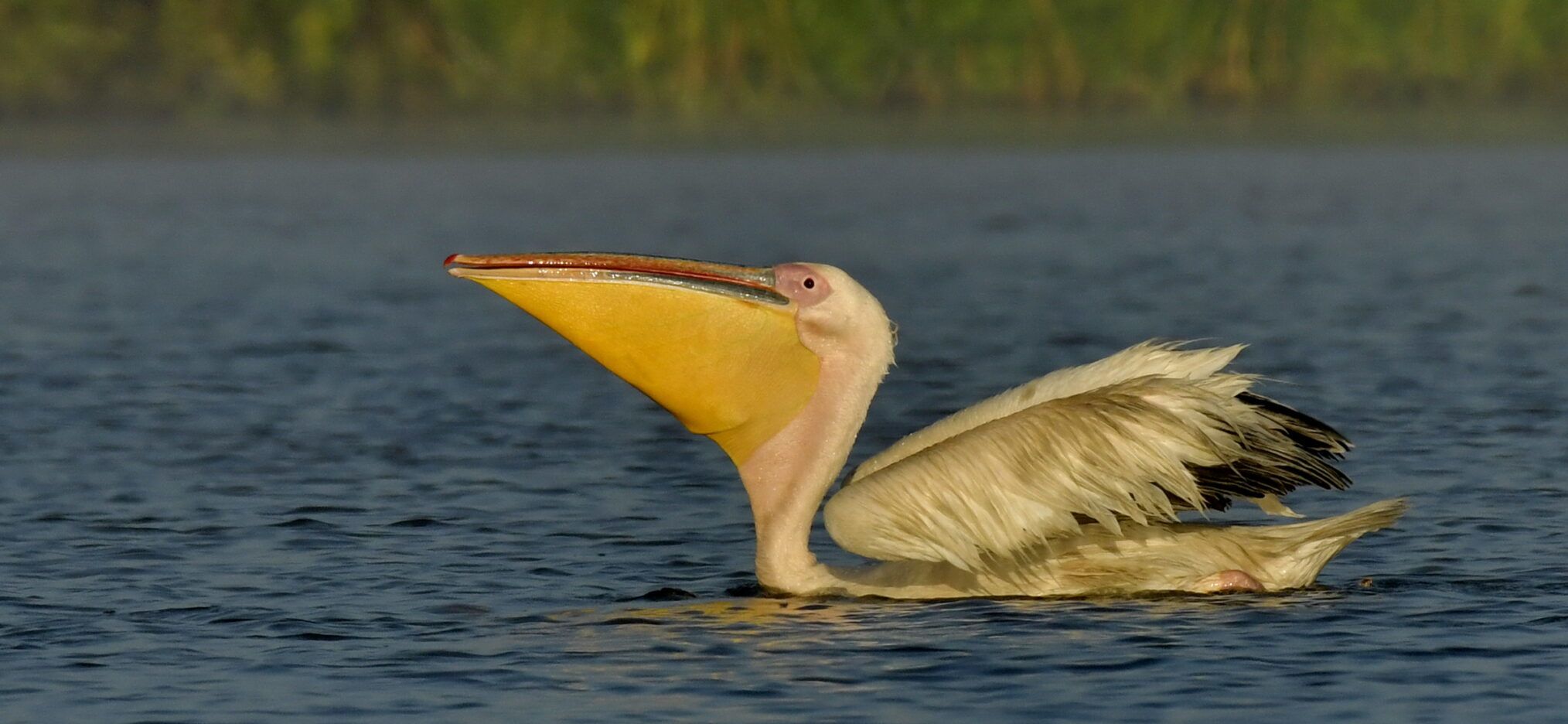 Two Days In The Danube Delta By Slow Boat Wild Travel In Danube Delta wojciech-szcz-sny-jest-nim-oczarowany-daje-ci-fajne-spojrzenie-na