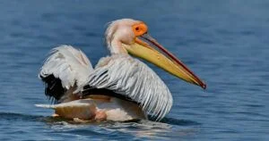 pelican blanc