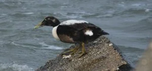 somateria mollissima