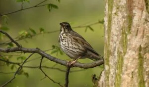 turdus philomelos
