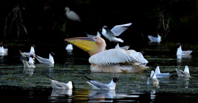 30 april - 8 may 2027: Birding and photo nature trip in the Danube Delta - Romania