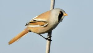 30 may - 6 june 2027 Birdwatching tour in the Danube Delta - Romania