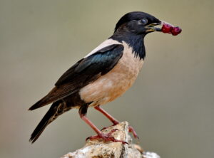 30 avril - 8 mai 2027 Voyage ornithologique dans Delta du Danube - Roumanie