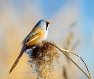 birdwatching and photo nature trip in Danube Delta - Romania 13 - 20 june 2027