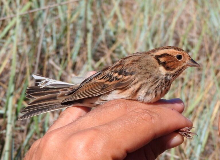 Little bunting - Emberiza pusilla