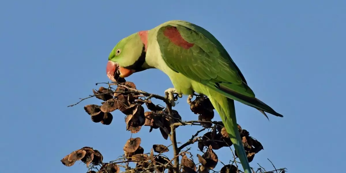 Featured Image