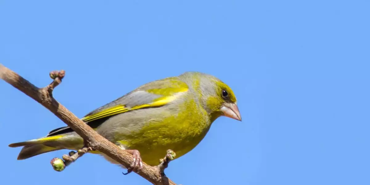 Featured Image